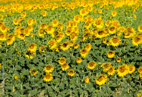 Sunflowers field near Arles  in Provence, France