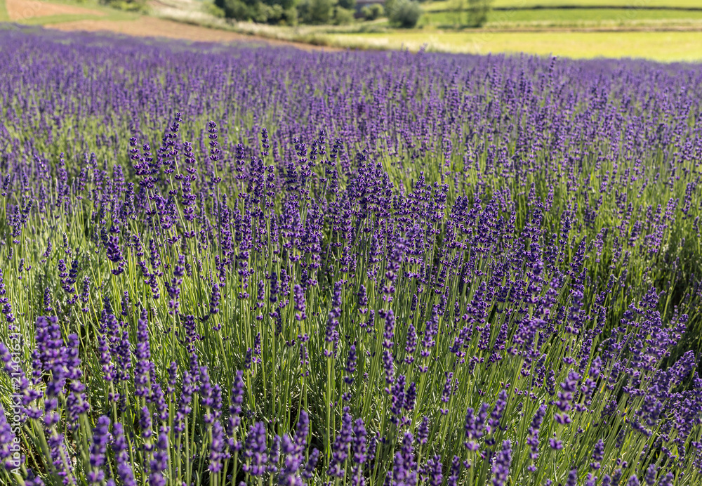 Fototapeta premium the blooming lavender flowers in Provence, near Sault, France