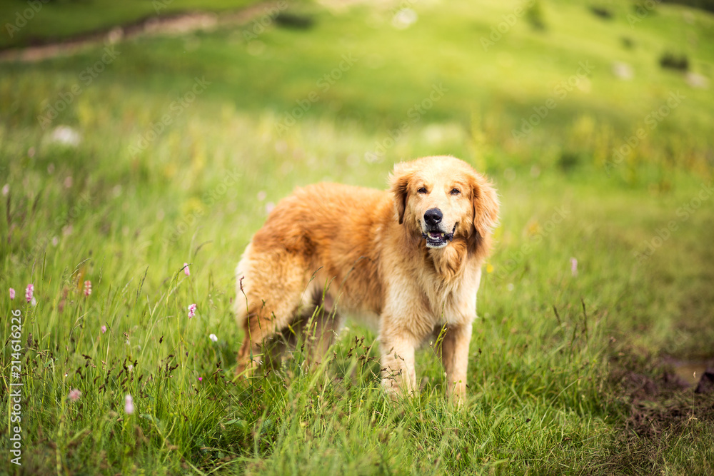 Portrait of yellow dog in a meadow