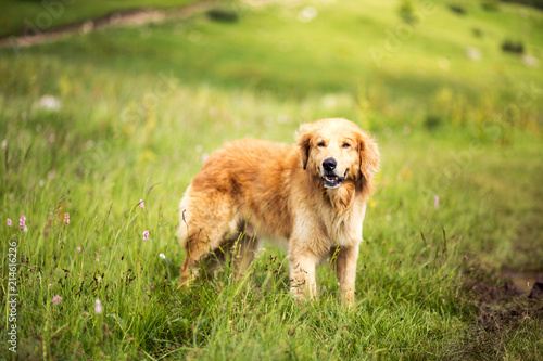 Portrait of yellow dog in a meadow