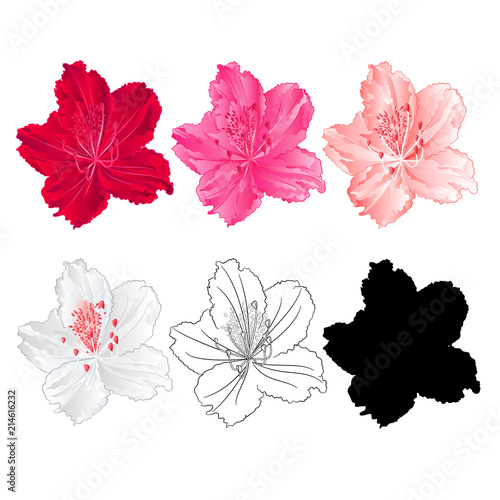 Flower rhododendron mountain shrub red,pink, light pink, white , outline and silhouette on a white background  vintage bloom ten vector illustration editable hand draw photo