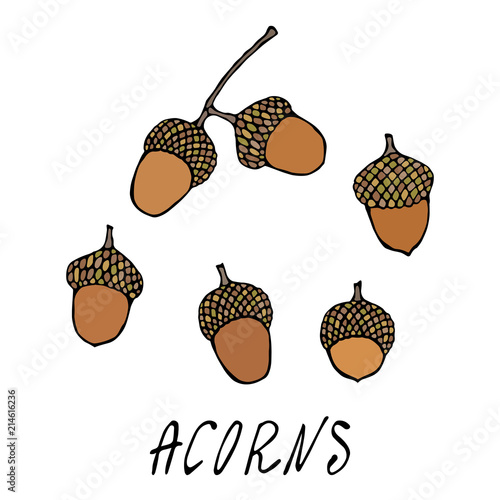 Forest Acorns, Oak Seeds. Autumn or Fall Harvest Collection. Realistic Hand Drawn High Quality Vector Illustration. Doodle Style.