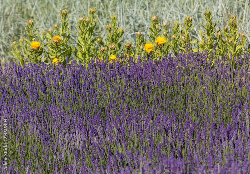 Fototapeta Naklejka Na Ścianę i Meble -   the flourishing lavender and yellow star-thistle flowers