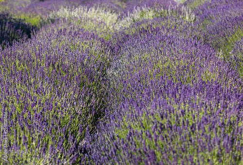 Fototapeta Naklejka Na Ścianę i Meble -   the blooming lavender flowers in Provence, near Sault, France