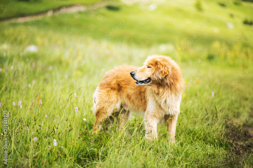 Portrait of yellow dog in a meadow Portrait of yellow dog in a meadow