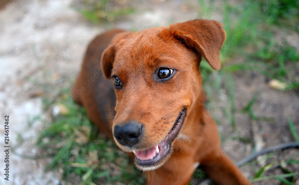 Thai young happy dog