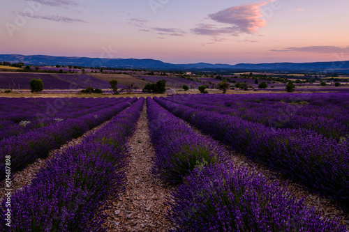 Champ de lavande, coucher de soleil. Ferrassières, Provence, France. 