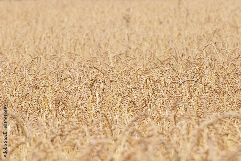 Detailed close-up photo of a golden grain field on a sunny summer day Detailed close-up photo of a golden grain field on a sunny summer day