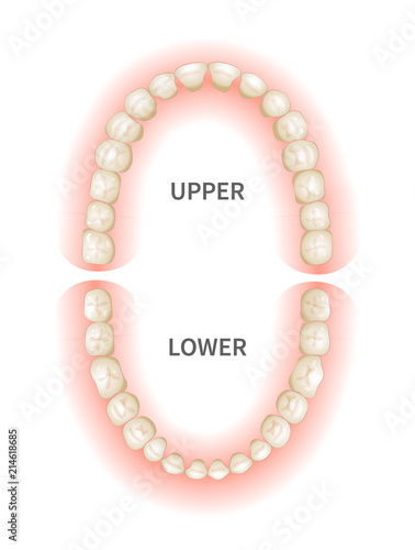 Adult teeths sheme, upper and down jaws on white