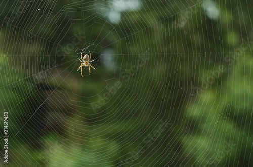 a spider on a cobweb in anticipation of food