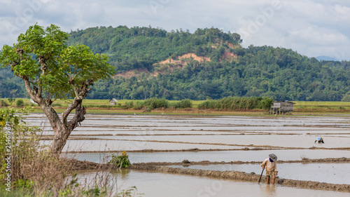 Rice fields in Kota Belud District, Sabah, Malaysia photo