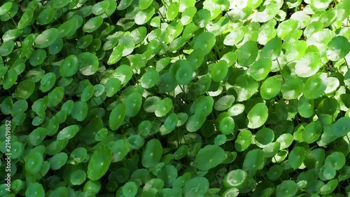asiatic pennywort green