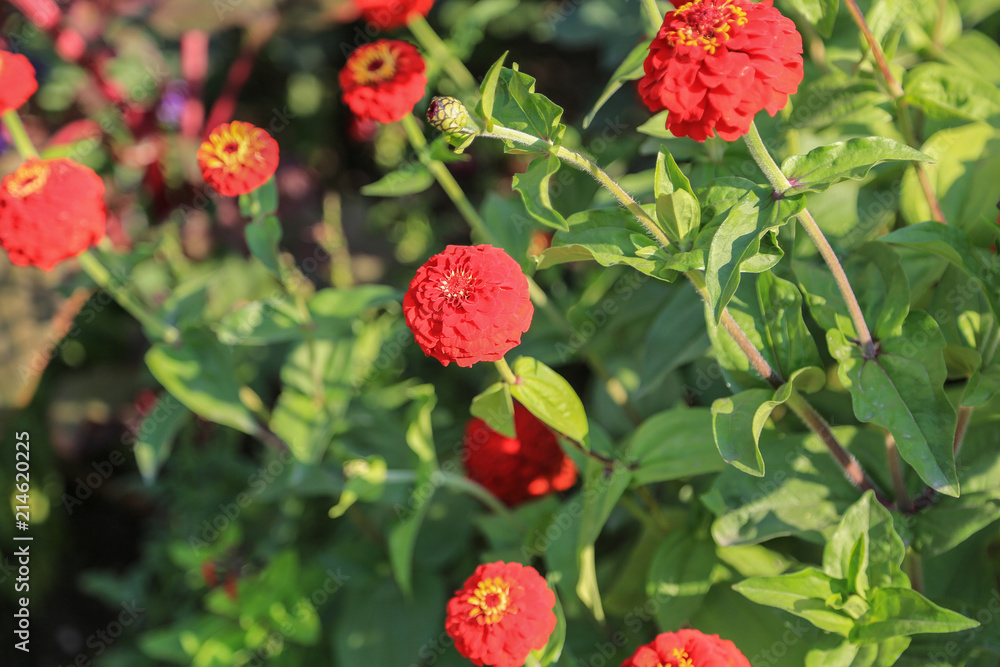 Rote Zinnien im Bauerngarten Rote Zinnien im Bauerngarten