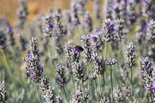 Fototapeta Naklejka Na Ścianę i Meble -  Natur- und Artenschutz: Gartengestaltung mit einem Lavendelfeld für die Bienen zur Nektarsuche