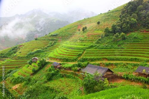 rice terrace on high land in SAPA VIETNAM