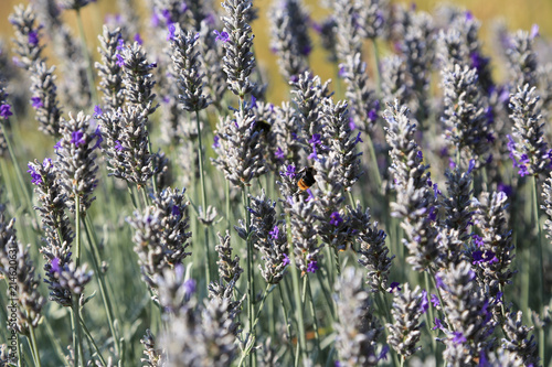 Fototapeta Naklejka Na Ścianę i Meble -  Natur- und Artenschutz: Gartengestaltung mit einem Lavendelfeld als Nahrungsquelle zum Schutz der Bienen