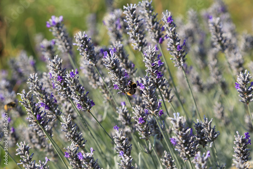 Fototapeta Naklejka Na Ścianę i Meble -  Natur- und Artenschutz: Lavendel im Garten als Nektarquelle zum Schutz und Erhalt der Bienen