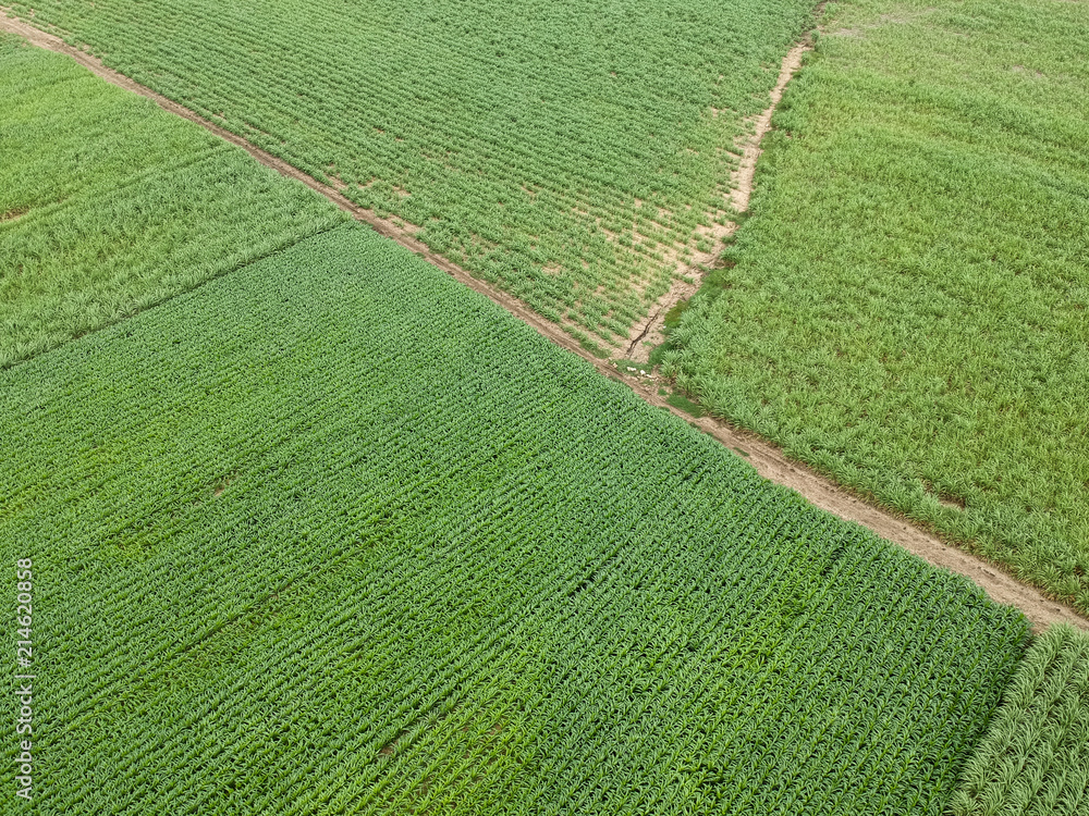 Path for harvest sugarcane in Thailand Path for harvest sugarcane in Thailand