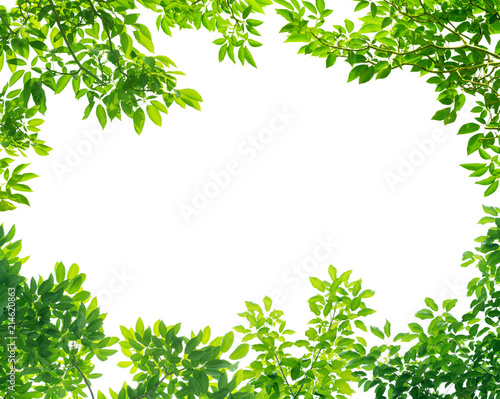 Frame of Green leaves on white background with center space photo