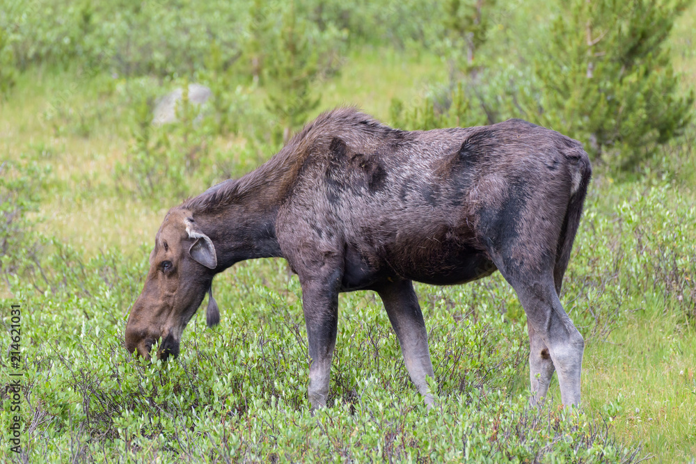 Shiras Moose of The Colorado Rocky Mountains - Injured Cow Shiras Moose of The Colorado Rocky Mountains - Injured Cow