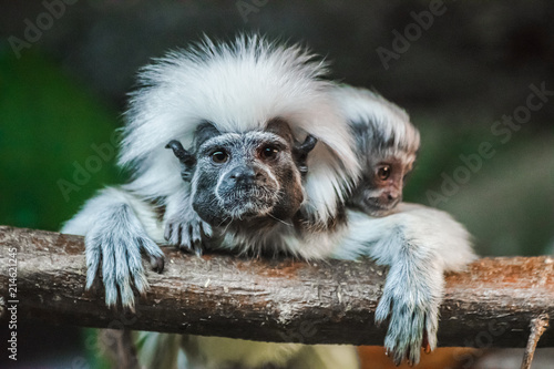 Cotton top tamarin with baby portrait (Saguinus oedipus)