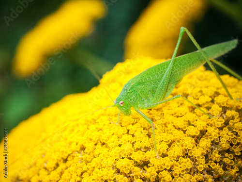 Grünes Heupferd Tettigonia viridissima auf einer gelben Blüte photo