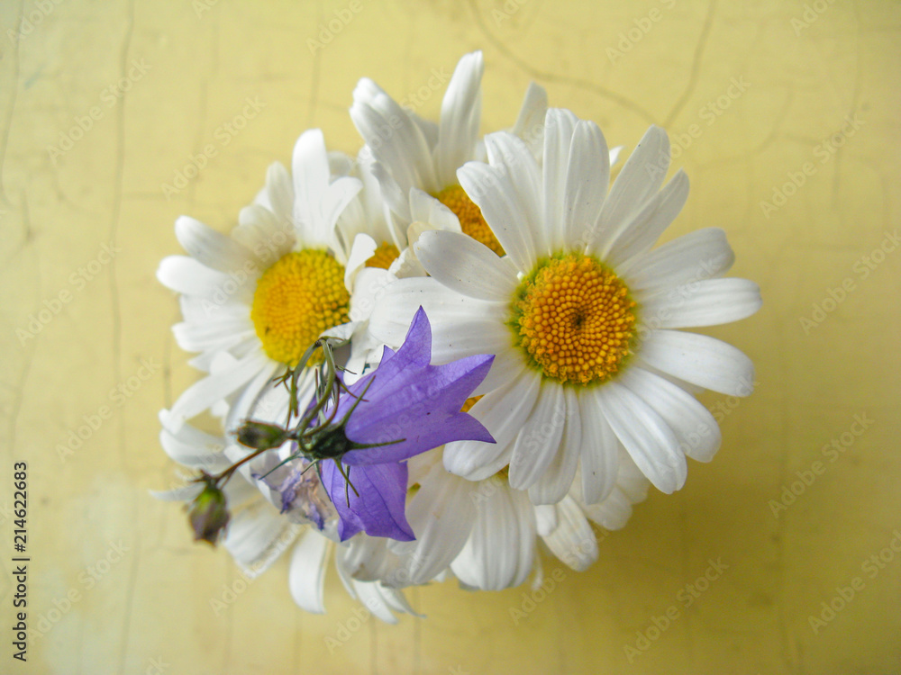Obraz premium A small, fresh, natural, natural, simple bouquet of chamomiles and bells.