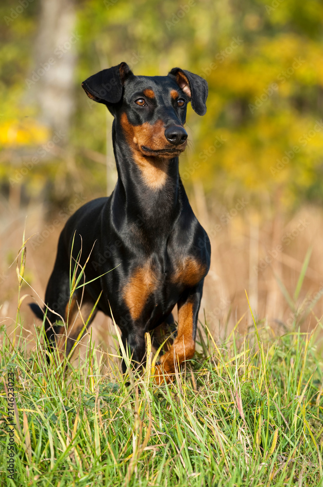 Deutscher Pinscher Deutscher Pinscher