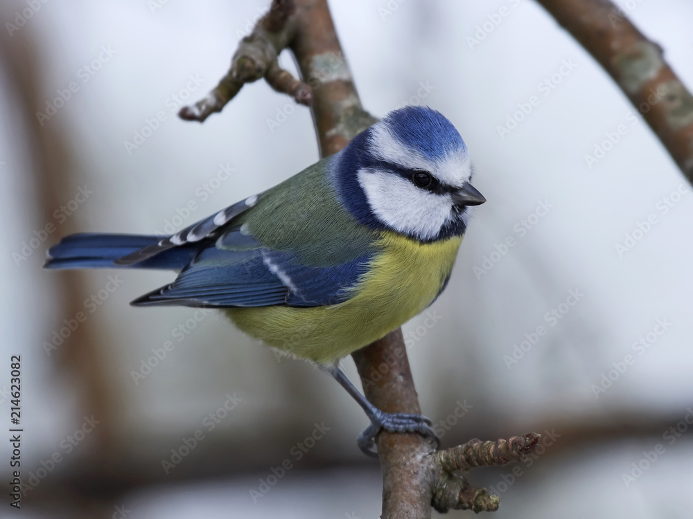Obraz premium Eurasian blue tit (Cyanistes caeruleus)
