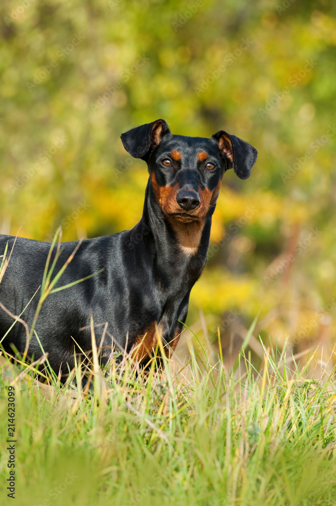 Deutscher Pinscher steht im hohen Gras und sieht zur Kamera