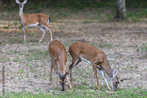 whitetail deer in a field