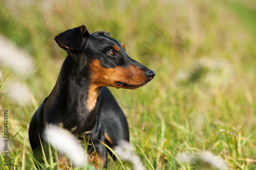 Deutscher Pinscher im Schilf Deutscher Pinscher im Schilf