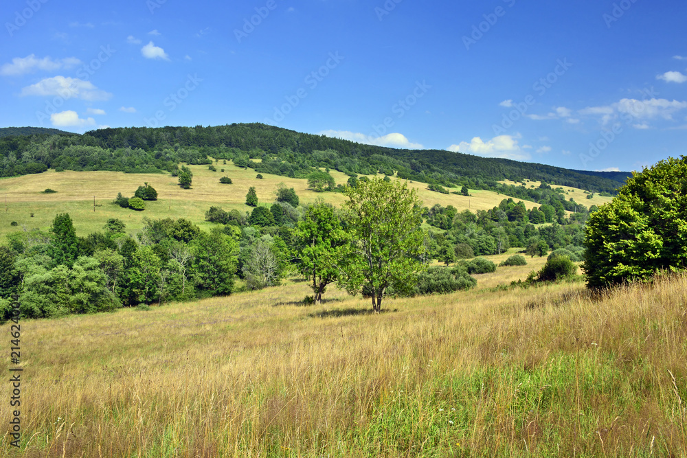 Lovely  nature scenery in summer. Trees on a grassy meadow in mountains, Low Beskid (Beskid Niski), Poland