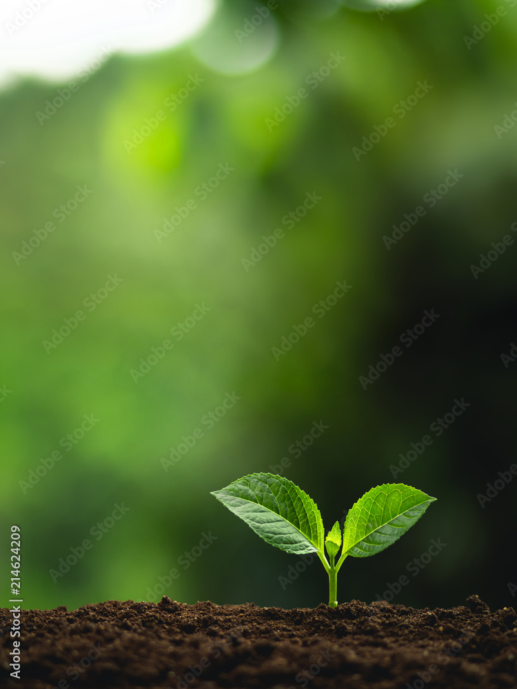 Obraz premium Zasadź drzewo Naturalne drzewo Sadzonki backgroun w przyrodzie