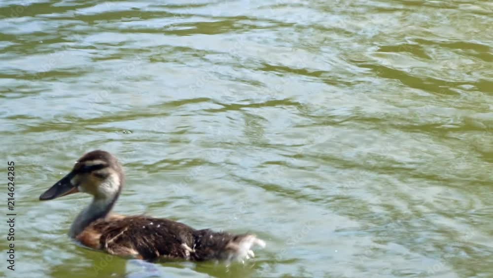 Ducklings swimming in the lake.
Learning to dive while playing in the water. Ducklings swimming in the lake.
Learning to dive while playing in the water.