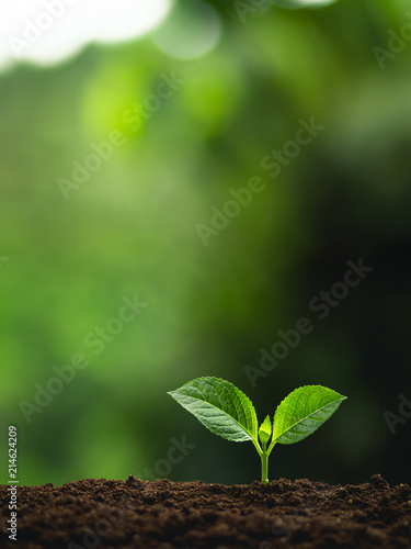 Plant a tree Natural tree Green backgroun seedlings in nature #214624209