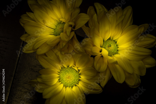 Three Yellow Daisys