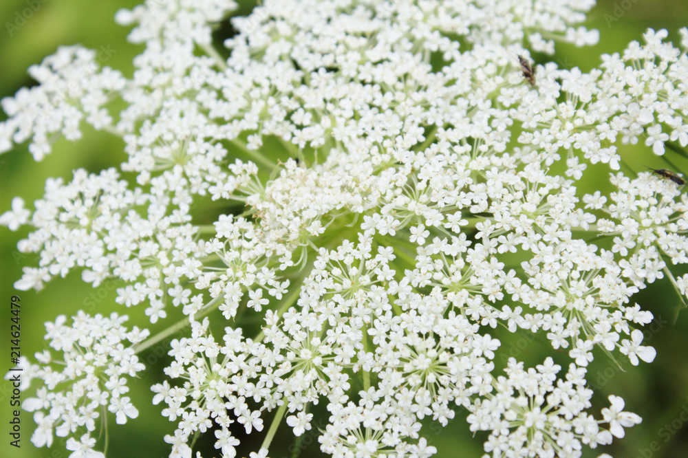 Macro View of Hundreds of Tiny White Blooming Queen Anne's Lace Wild Carrot Flowers Macro View of Hundreds of Tiny White Blooming Queen Anne's Lace Wild Carrot Flowers