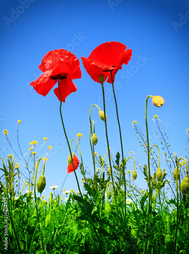 Field of poppies