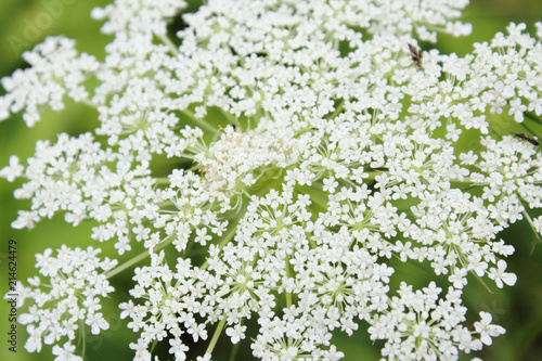 Macro View of Hundreds of Tiny White Blooming Queen Anne's Lace Wild Carrot Flowers