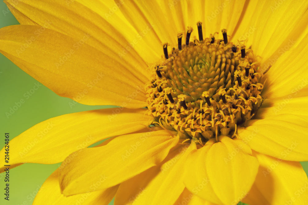 Beautiful yellow heliopsis flower, closeup. Beautiful yellow heliopsis flower, closeup.