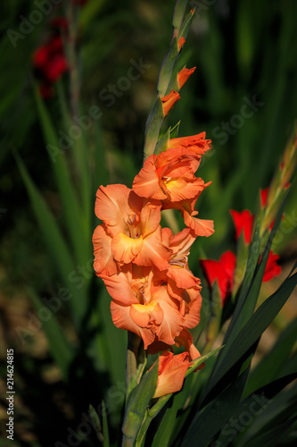 Fototapeta Naklejka Na Ścianę i Meble -  Orange Gladiole auf freiem Feld, Gladiolus Amicitia, Detailaufnahme