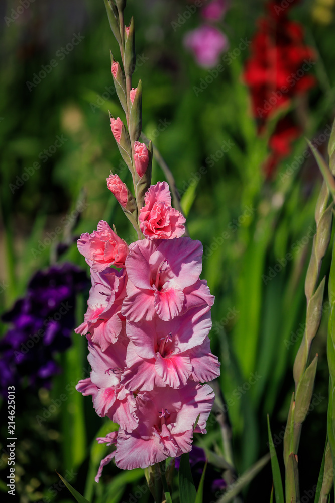 Rosa Gladiole auf freiem Feld, Gladiolus Amicitia, Detailaufnahme Rosa Gladiole auf freiem Feld, Gladiolus Amicitia, Detailaufnahme