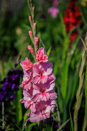 Fototapeta Naklejka Na Ścianę i Meble -  Rosa Gladiole auf freiem Feld, Gladiolus Amicitia, Detailaufnahme