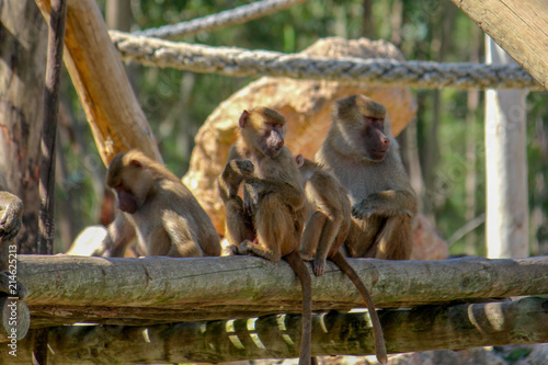 Obraz na płótnie Familia de Macacos w salonie