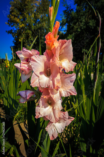 Fototapeta Naklejka Na Ścianę i Meble -  Gladiole auf freiem Feld, Gladiolus Amicitia, Detailaufnahme