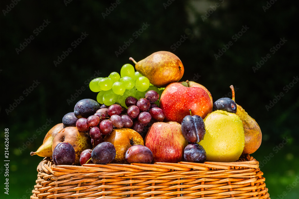 Fruit in the garden - apples, pears, plums and grapes Fruit in the garden - apples, pears, plums and grapes