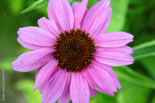 Close Up View of a Bright Magenta Pink Purple Echinacea Coneflower Against a Soft Green Background