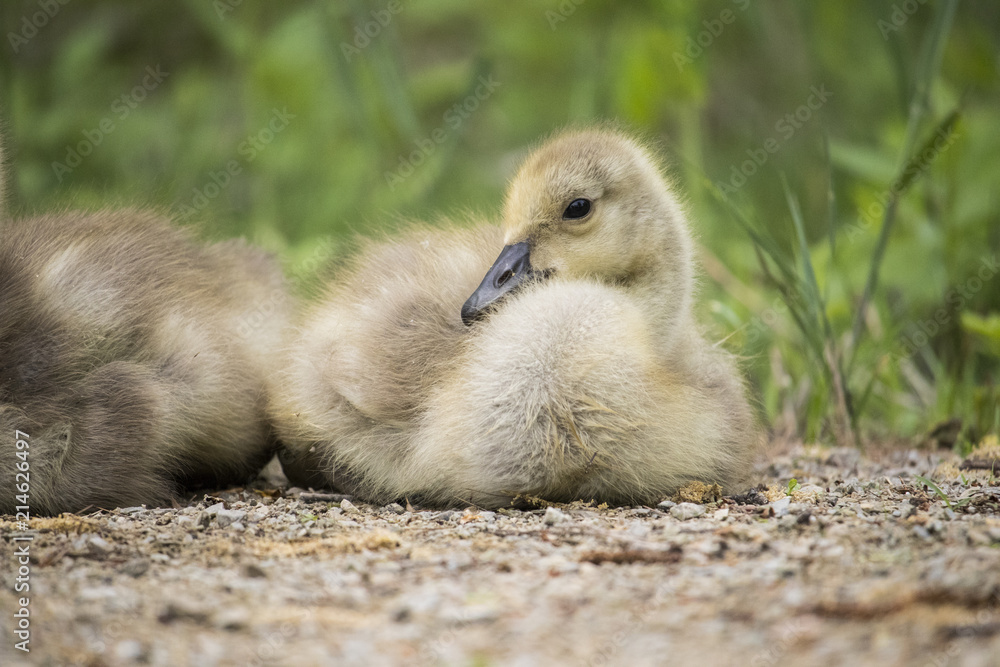 Obraz premium Baby Goose