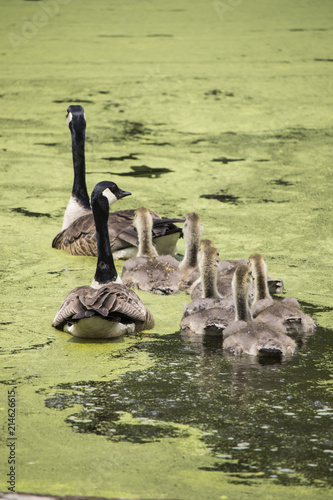 Gaggle of Geese in Pond